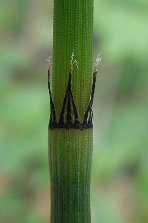 Equisetum x alsaticum \ Els&auml;sser Schachtelhalm / Alsatian Horsetail, D Karlsruhe 23.7.2011