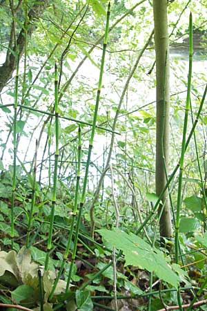 Equisetum x alsaticum \ Els&auml;sser Schachtelhalm / Alsatian Horsetail, D Karlsruhe 23.7.2011