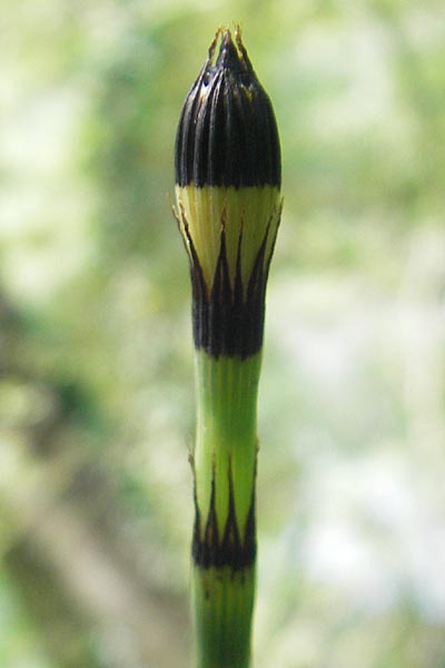 Equisetum x alsaticum \ Els&auml;sser Schachtelhalm / Alsatian Horsetail, D Karlsruhe 23.7.2011