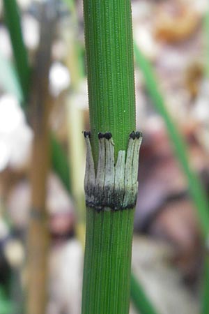 Equisetum x alsaticum \ Els&auml;sser Schachtelhalm / Alsatian Horsetail, D Karlsruhe 23.7.2011
