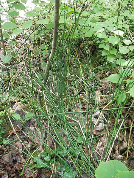 Equisetum x alsaticum \ Els&auml;sser Schachtelhalm / Alsatian Horsetail, D Karlsruhe 23.7.2011