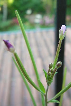 Epilobium parviflorum \ Kleinbltiges Weidenrschen / Hoary Willowherb, Small-Flowered Willowherb, D Mannheim 9.7.2012