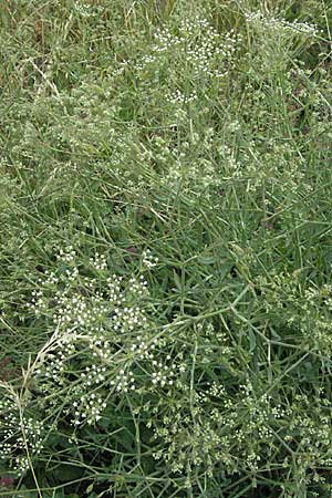 Falcaria vulgaris \ Sicheldolde / Longleaf, D Neuleiningen 1.7.2006