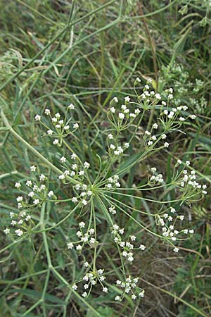 Falcaria vulgaris \ Sicheldolde / Longleaf, D Neuleiningen 1.7.2006