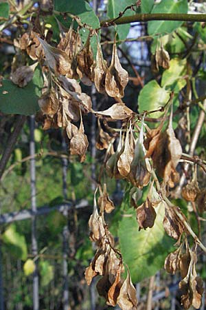 Fallopia baldschuanica \ Asiatischer Schlingknterich, Schling-Flgelknterich / Russian Vine, D Mannheim 27.7.2006