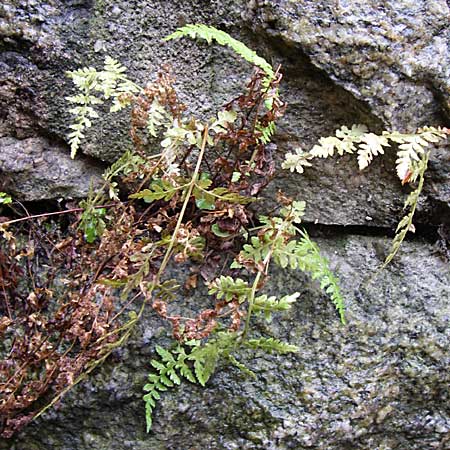 Cystopteris fragilis \ Zerbrechlicher Blasenfarn / Brittle Bladder Fern, D Weinheim an der Bergstraße 1.12.2007