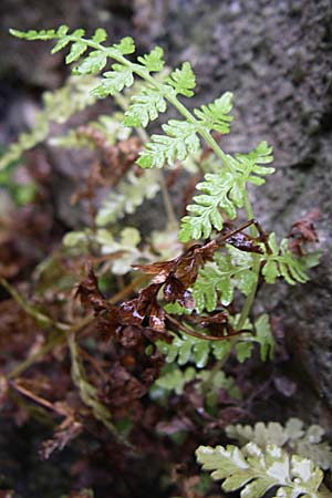 Cystopteris fragilis \ Zerbrechlicher Blasenfarn / Brittle Bladder Fern, D Weinheim an der Bergstraße 1.12.2007