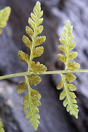 Cystopteris fragilis \ Zerbrechlicher Blasenfarn / Brittle Bladder Fern, D Weinheim an der Bergstraße 1.12.2007