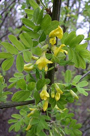 Caragana arborescens \ Gemeiner Erbsenstrauch / Siberian Pea-Tree, D Mannheim 2.4.2008