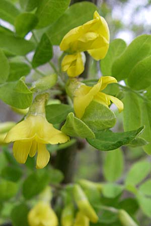 Caragana arborescens \ Gemeiner Erbsenstrauch / Siberian Pea-Tree, D Mannheim 2.4.2008