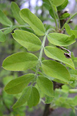 Caragana arborescens \ Gemeiner Erbsenstrauch / Siberian Pea-Tree, D Mannheim 2.4.2008
