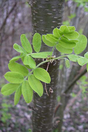 Caragana arborescens \ Gemeiner Erbsenstrauch / Siberian Pea-Tree, D Mannheim 2.4.2008