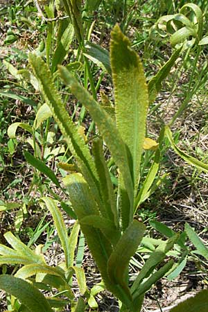 Falcaria vulgaris \ Sicheldolde / Longleaf, D Rheinhessen, Flonheim 26.4.2008