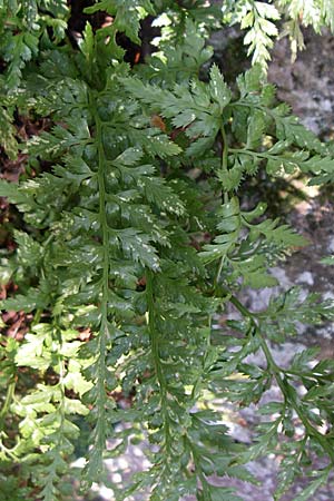 Asplenium adiantum-nigrum \ Schwarzer Streifenfarn / Black Spleenwort, D Hirschberg 1.9.2008
