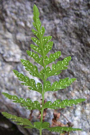 Cystopteris fragilis \ Zerbrechlicher Blasenfarn / Brittle Bladder Fern, D Weinheim an der Bergstraße 1.9.2008