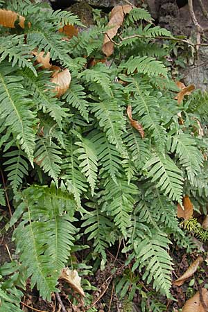Polypodium vulgare \ Gewhnlicher Tpfelfarn / Polypody, D Wachenheim 26.10.2008