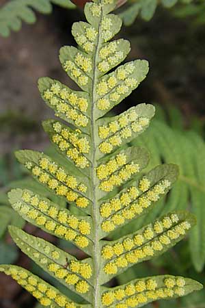 Polypodium vulgare \ Gewhnlicher Tpfelfarn / Polypody, D Wachenheim 26.10.2008