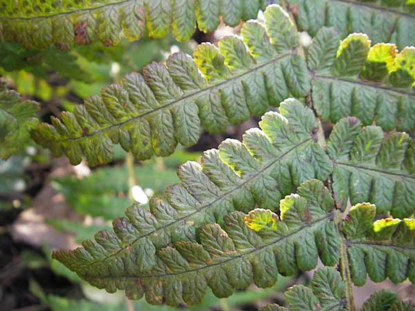 Dryopteris affinis s.l. \ Goldschuppen-Farn, Schuppiger Wurmfarn / Scaly Male Fern, D Weinheim an der Bergstra&szlig;e, Botan. Gar.  Hermannshof 17.3.2009