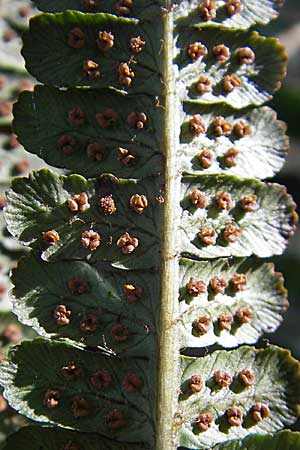 Dryopteris affinis s.l. \ Goldschuppen-Farn, Schuppiger Wurmfarn / Scaly Male Fern, D Weinheim an der Bergstra&szlig;e, Botan. Gar.  Hermannshof 17.3.2009