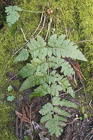 Dryopteris dilatata \ Breitblttriger Dornfarn, Groer Dornfarn / Broad Buckler Fern, D Hambrücken 3.4.2009