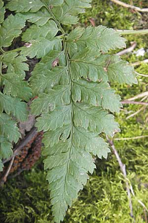 Dryopteris dilatata \ Breitblttriger Dornfarn, Groer Dornfarn / Broad Buckler Fern, D Hambrücken 3.4.2009