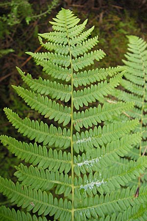 Pteridium pinetorum \ Kiefernwald-Adlerfarn, Nrdlicher Adlerfarn / Pinewood Bracken, D Hassloch 9.7.2009