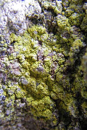 Candelariella reflexa \ Gr&uuml;ne K&ouml;rnchenflechte / Eggyolk Lichen, D Gr&uuml;nstadt 11.10.2009