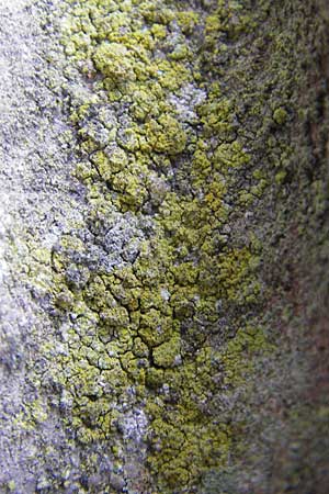 Candelariella reflexa \ Gr&uuml;ne K&ouml;rnchenflechte / Eggyolk Lichen, D Gr&uuml;nstadt 11.10.2009