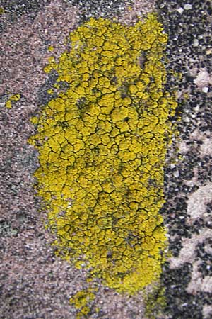 Candelariella vitellina \ Klein-Leuchterflechte / Eggyolk Lichen, D Bad D&uuml;rkheim 11.10.2009