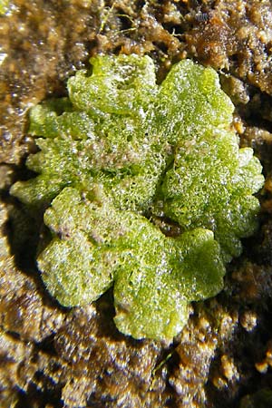 Riccia cavernosa \ Grubiges Stern-Lebermoos / Cavernous Crystalwort, D Gro&szlig;-Gerau 21.10.2009