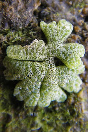 Riccia cavernosa \ Grubiges Stern-Lebermoos / Cavernous Crystalwort, D Gro&szlig;-Gerau 21.10.2009