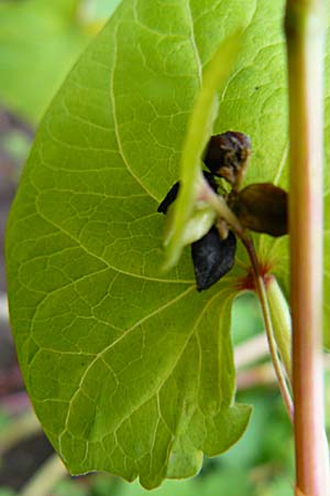 Fagopyrum tataricum \ Tatarischer Buchweizen / Green Buckwheat, D Botan. Gar.  Universit.  Mainz 13.9.2008