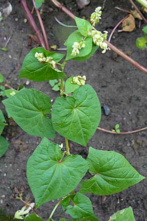 Fagopyrum tataricum \ Tatarischer Buchweizen / Green Buckwheat, D Botan. Gar.  Universit.  Mainz 13.9.2008
