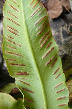 Asplenium scolopendrium \ Hirschzungen-Farn / Hart's-tongue, D Botan. Gar.  Universit.  Heidelberg 1.4.2009