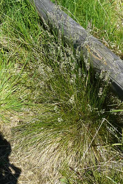 Festuca aquisgranensis \ Galmei-Schaf-Schwingel, Aachener Galmei-Schwingel / Calaminarian Fescue, D Warburg 31.5.2014