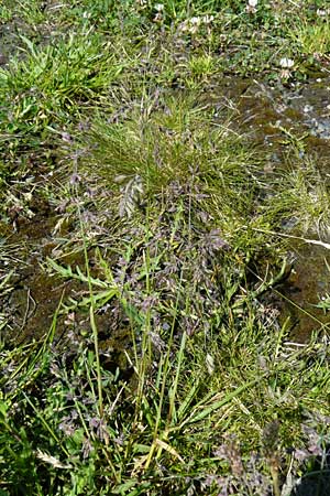Festuca aquisgranensis \ Galmei-Schaf-Schwingel, Aachener Galmei-Schwingel / Calaminarian Fescue, D Warburg 31.5.2014