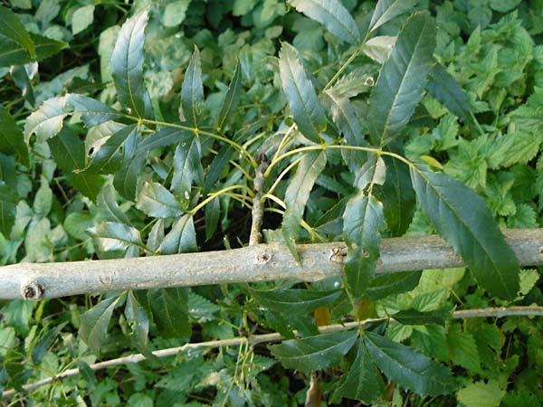 Fraxinus angustifolia \ Sdliche Esche / Narrow-Leaved Ash, D Eberbach 6.10.2014