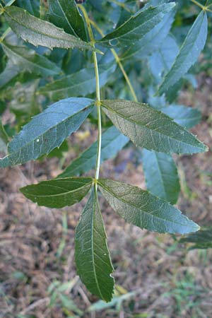 Fraxinus angustifolia \ Sdliche Esche / Narrow-Leaved Ash, D Eberbach 6.10.2014