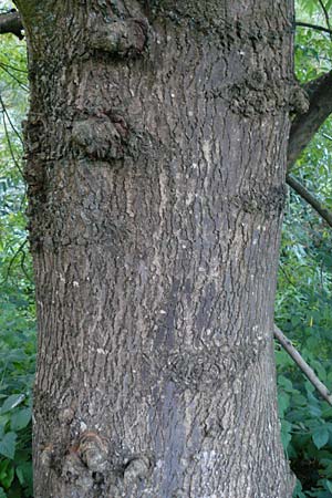 Fraxinus angustifolia \ Sdliche Esche / Narrow-Leaved Ash, D Eberbach 6.10.2014