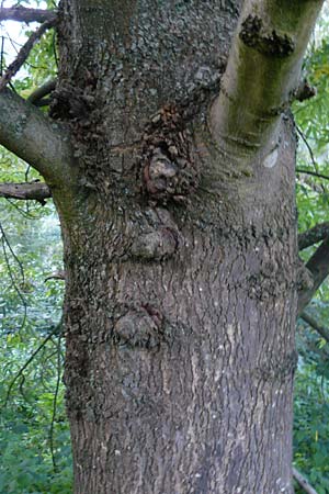 Fraxinus angustifolia \ Sdliche Esche / Narrow-Leaved Ash, D Eberbach 6.10.2014