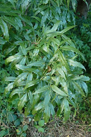 Fraxinus angustifolia \ Sdliche Esche / Narrow-Leaved Ash, D Eberbach 6.10.2014