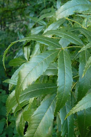 Fraxinus angustifolia \ Sdliche Esche / Narrow-Leaved Ash, D Eberbach 6.10.2014