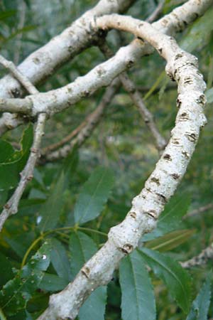 Fraxinus angustifolia \ Sdliche Esche / Narrow-Leaved Ash, D Eberbach 6.10.2014
