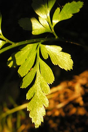 Asplenium adiantum-nigrum \ Schwarzer Streifenfarn / Black Spleenwort, D Zwingenberg an der Bergstraße 21.9.2010
