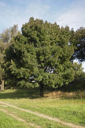 Fraxinus angustifolia \ Sdliche Esche / Narrow-Leaved Ash, D Mannheim 19.9.2011