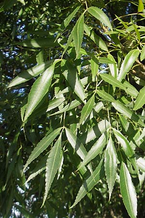 Fraxinus angustifolia \ Sdliche Esche / Narrow-Leaved Ash, D Mannheim 19.9.2011