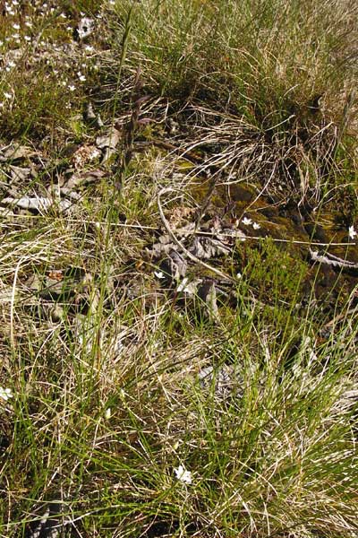 Festuca aquisgranensis \ Galmei-Schaf-Schwingel, Aachener Galmei-Schwingel / Calaminarian Fescue, D Warburg 31.5.2014