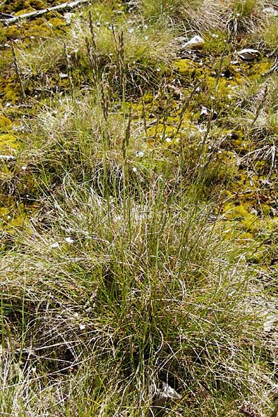 Festuca aquisgranensis \ Galmei-Schaf-Schwingel, Aachener Galmei-Schwingel / Calaminarian Fescue, D Warburg 31.5.2014
