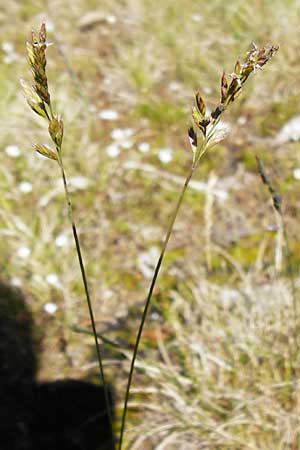 Festuca aquisgranensis \ Galmei-Schaf-Schwingel, Aachener Galmei-Schwingel / Calaminarian Fescue, D Warburg 31.5.2014