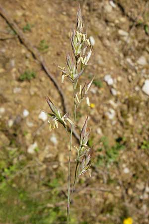 Festuca aquisgranensis \ Galmei-Schaf-Schwingel, Aachener Galmei-Schwingel / Calaminarian Fescue, D Warburg 31.5.2014